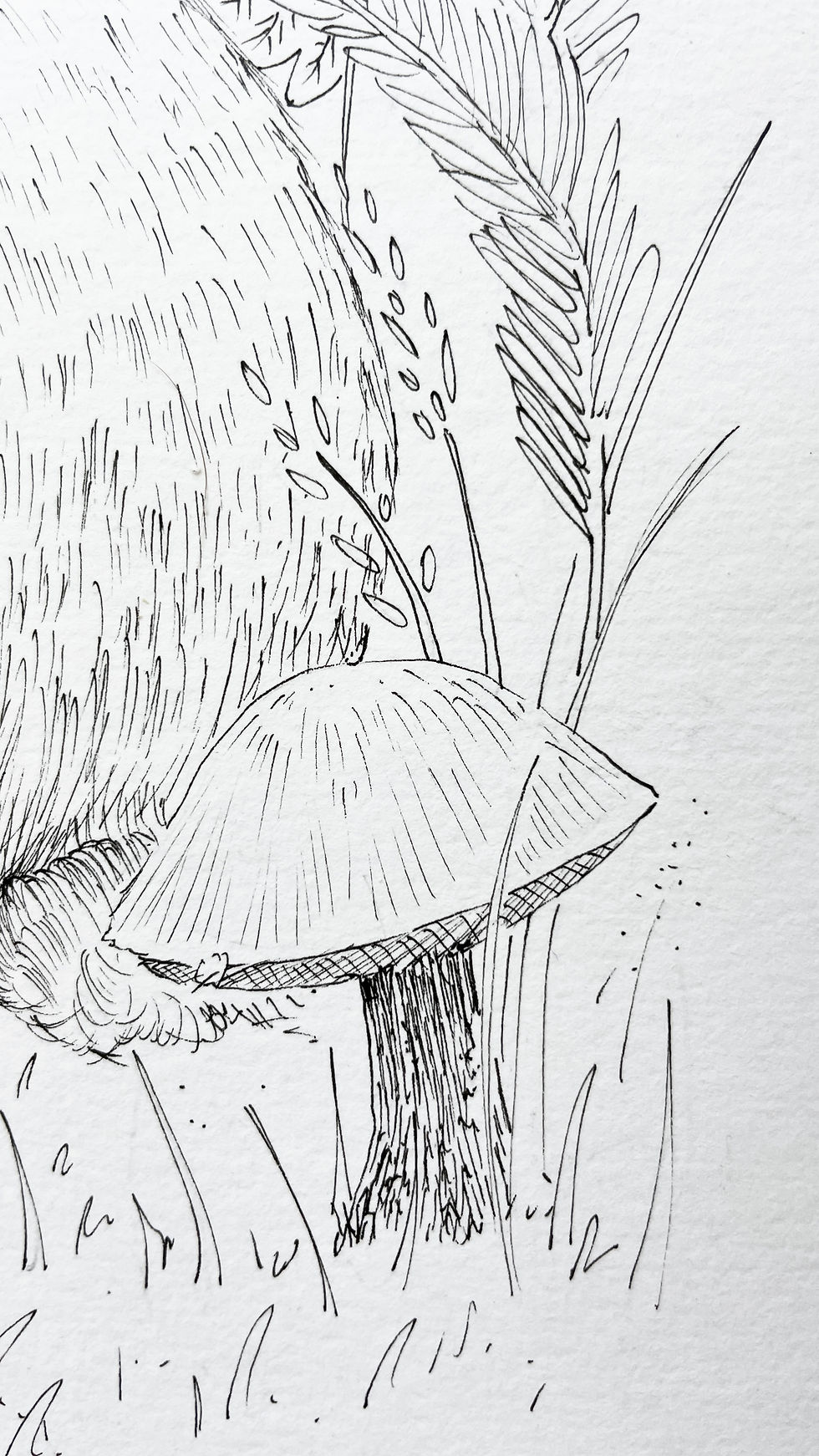 Miniature : Le lapin de Garenne - Coloriage