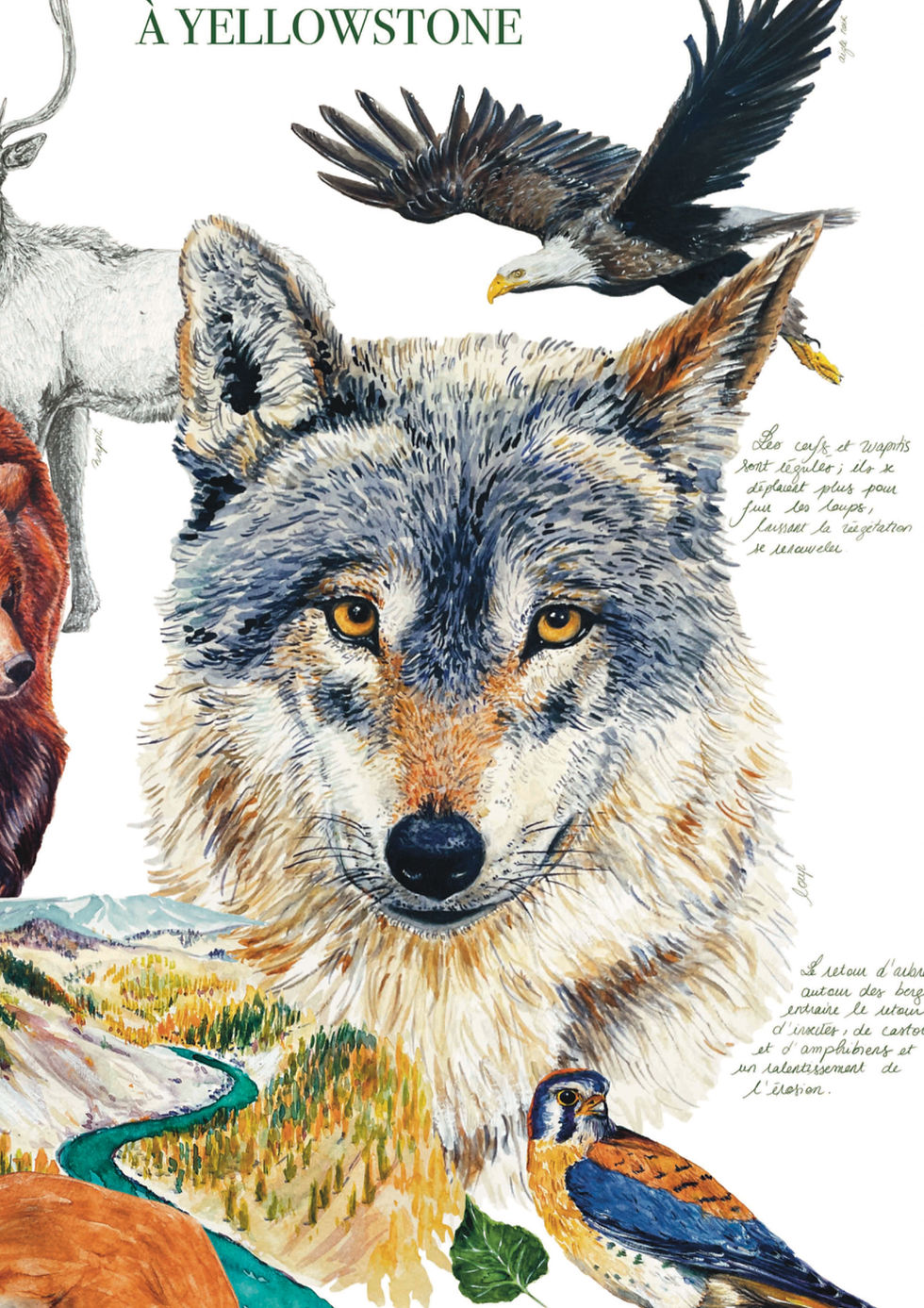Miniature : Le Retour du Loup à Yellowstone - Illustration à l'aquarelle