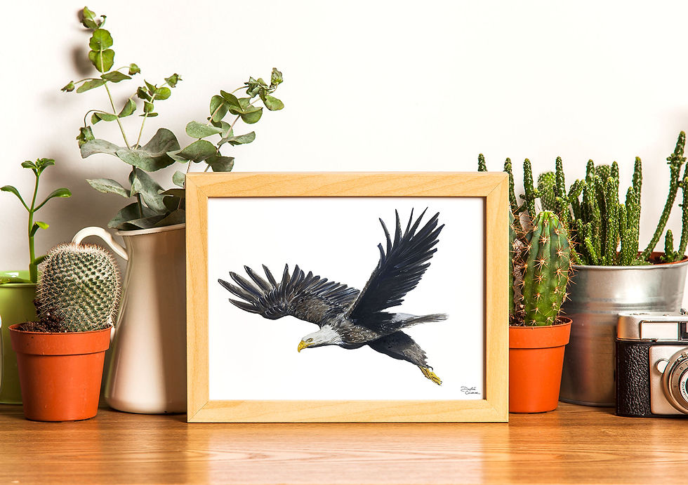 Miniature : L'Aigle d'Amérique - Illustration à l'aquarelle