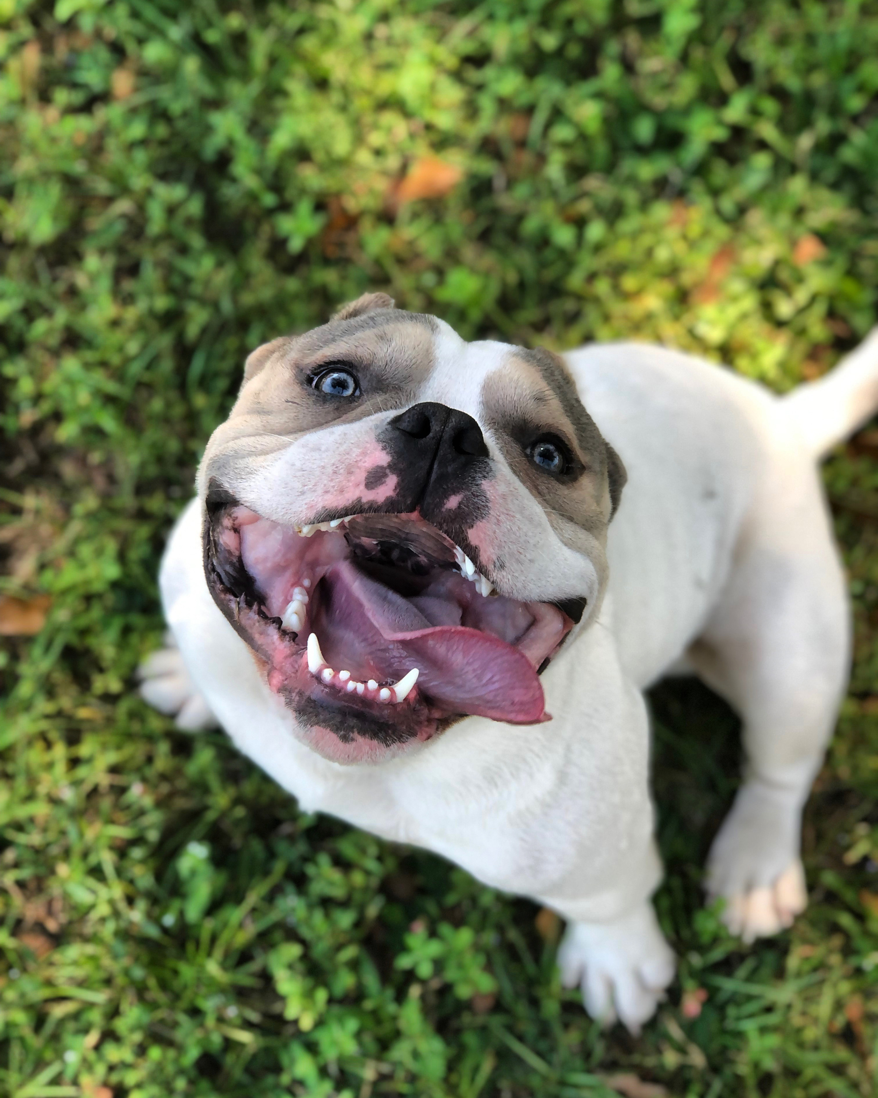 Available for Stud - Sokka | American Exotic Micro Bully
