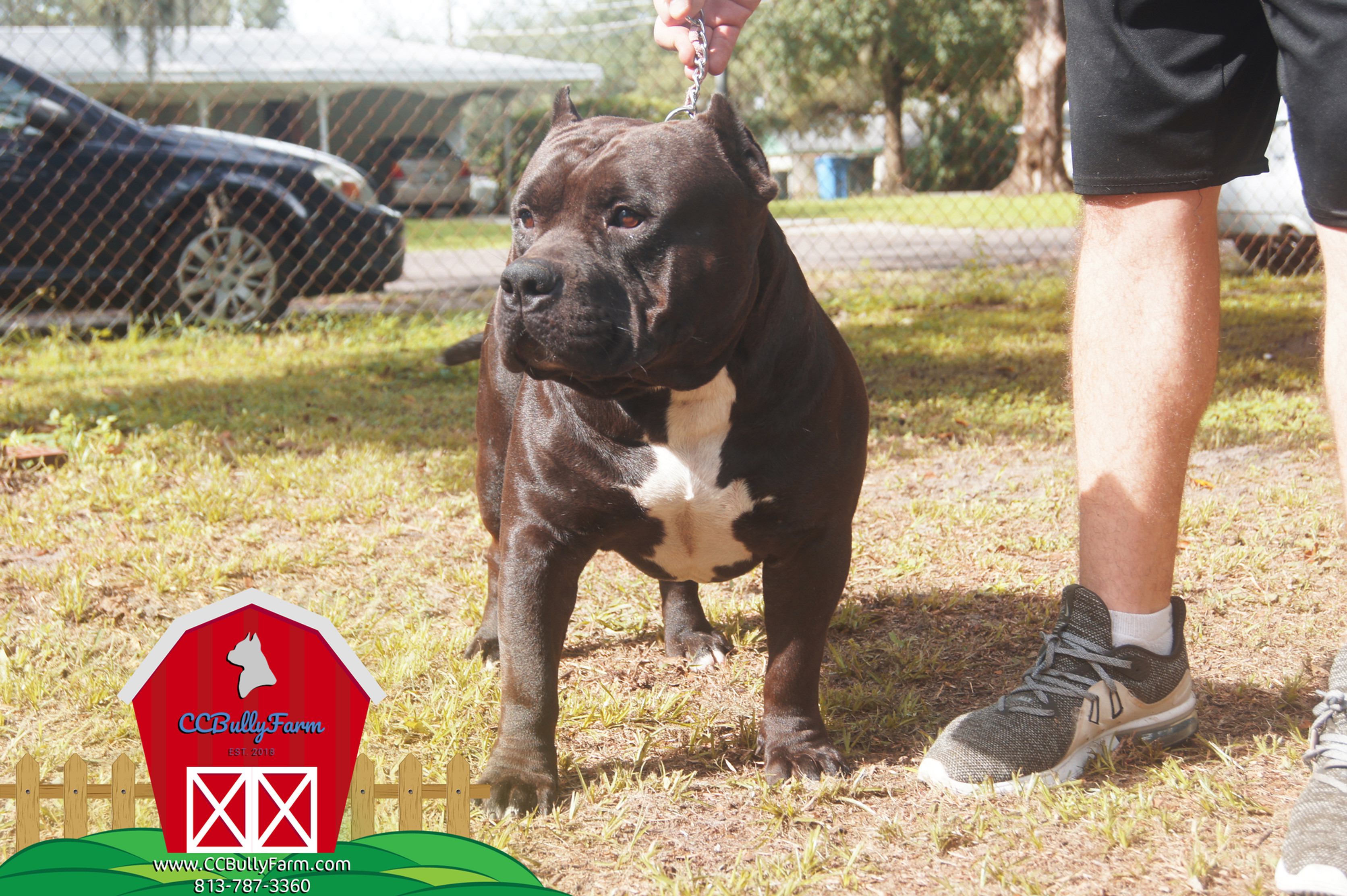 Bullet - American Bully Stud