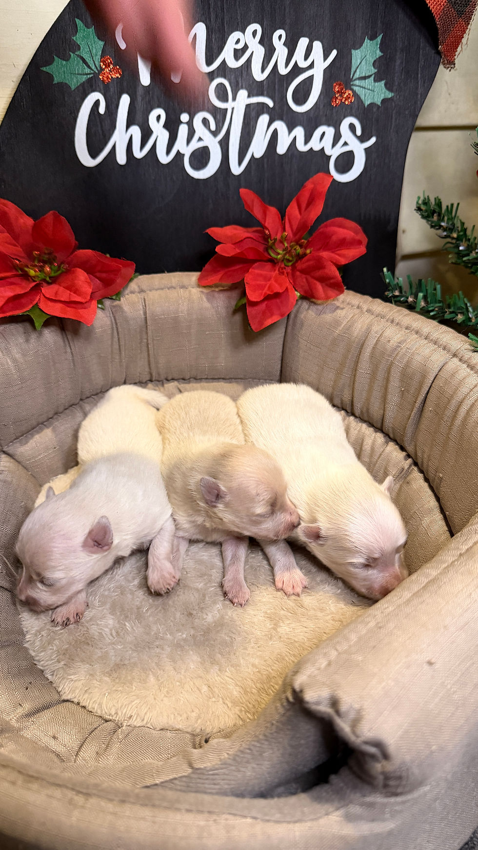 Thumbnail: Mr. Kim - Cream Male 