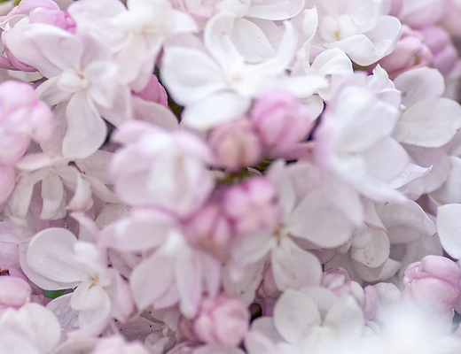 pink  flowers