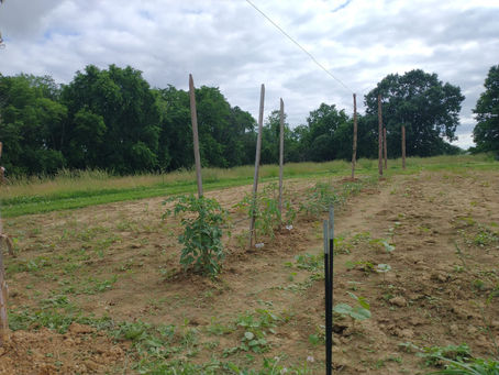 June 4th Garden Update