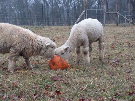 Happy little pumpkin Eaters