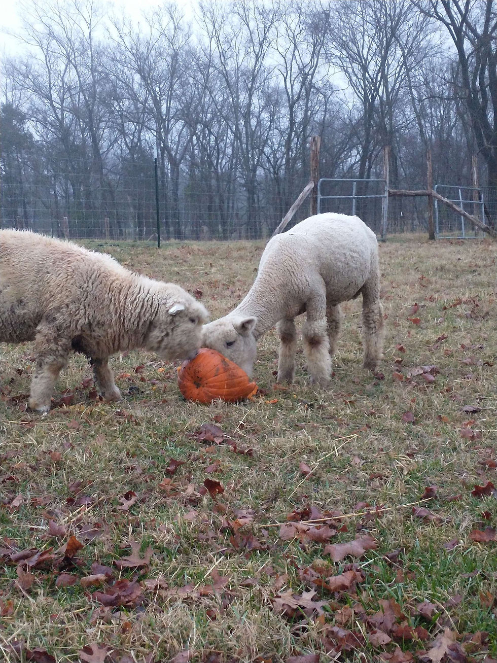 Happy little pumpkin Eaters