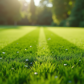 Choosing a Trusted Lawn Care Company for Your Yard