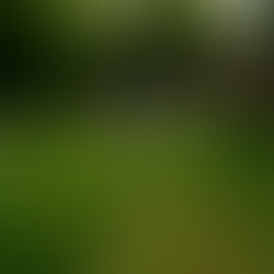 🍂 Best Time of Year to Clean Up Your Yard