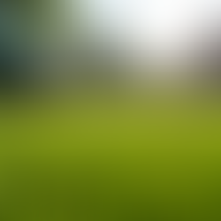 Finding Reliable Local Lawn Care Services