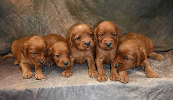 irish setter breeder Kansas