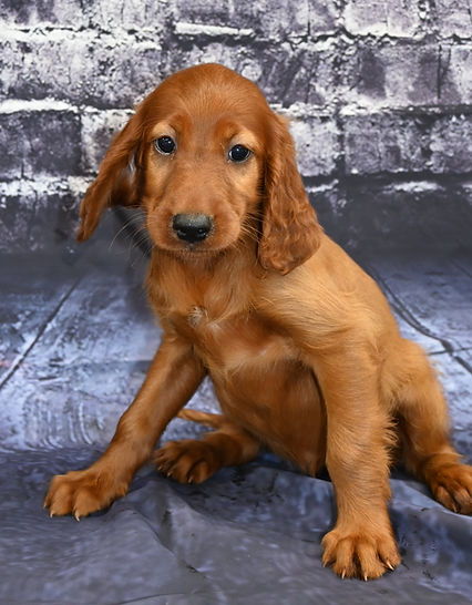 reputable irish setter breeder