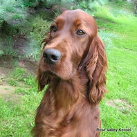 Irish setter breeder