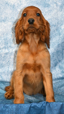 best irish setter breeder