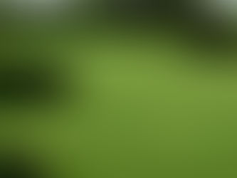 How to Revive Your Lawn After Winter: Spring Care Tips from Duda Sod