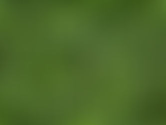 The Benefits of Bahiagrass Sod: Thriving in Florida’s Unique Environment