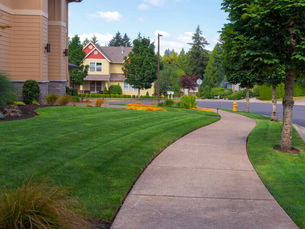 What Makes a Healthy Lawn? Understanding Different Types of Sod
