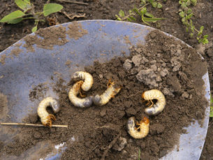 Tips for Protecting Your Florida Lawn form Sod Pests
