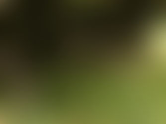 The Ultimate Guide to Lawn Aeration: Why, When, and How