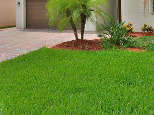 Love Your Lawn: Tips to Keep Your Sod Healthy and Vibrant Year-Round