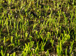Scotts ProVista St. Augustine Sod the Smart Solution
