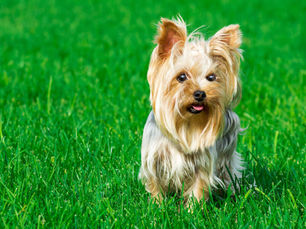 Maintaining a Pet-Friendly Lawn: Choosing the Right Grass for Your Furry Friends