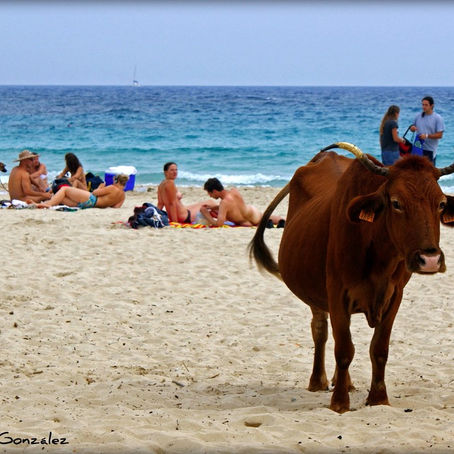 ¿Qué es el turismo y cómo organizar un proyecto de turismo para Bogotá? Vademecum de herramientas.