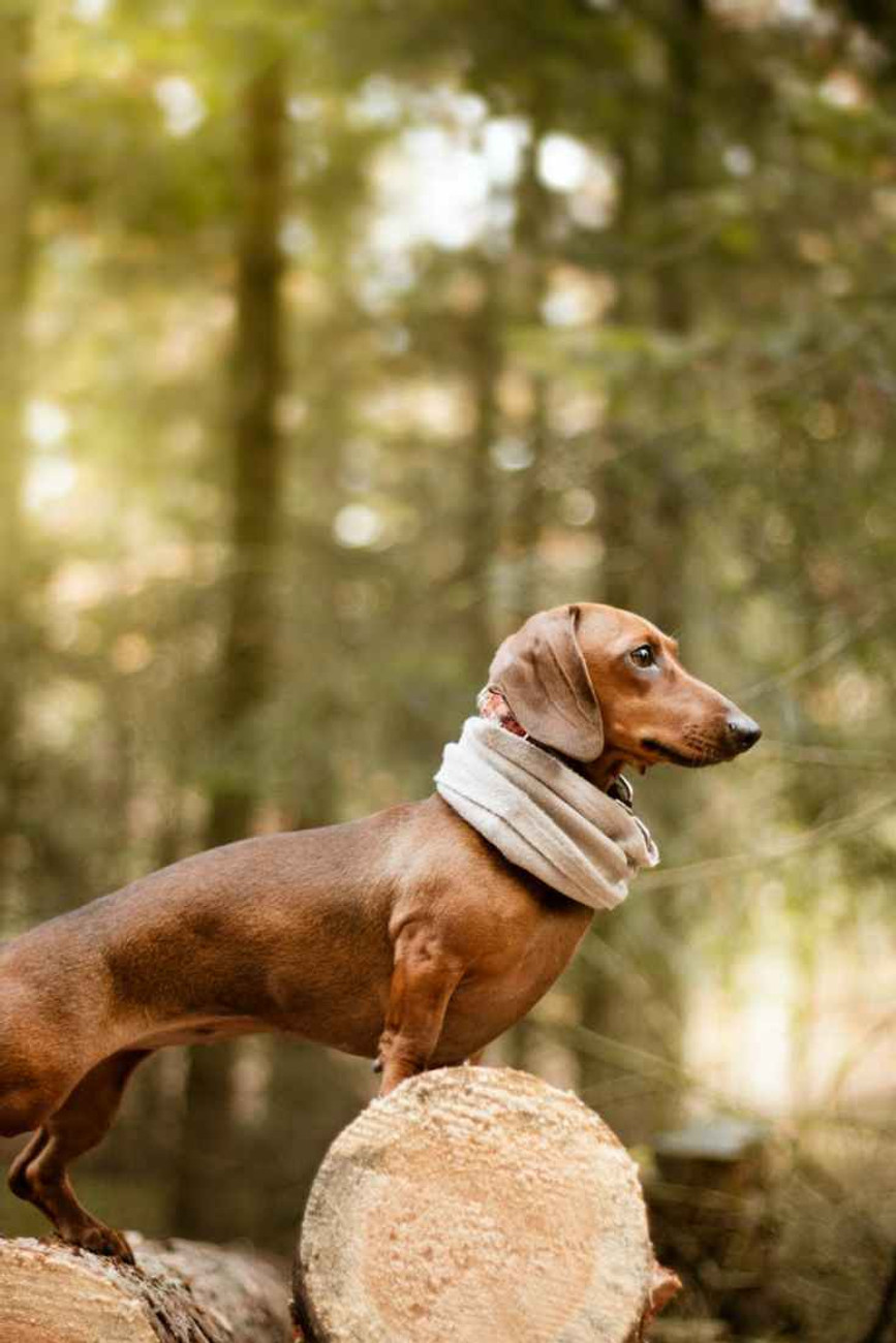 photo of brown dachshund standing on wooden logs