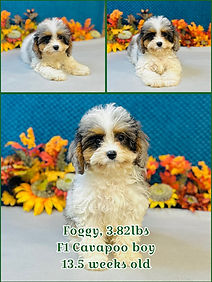 578952307_1452975170169873_2830289713727454597_n (1).jpg