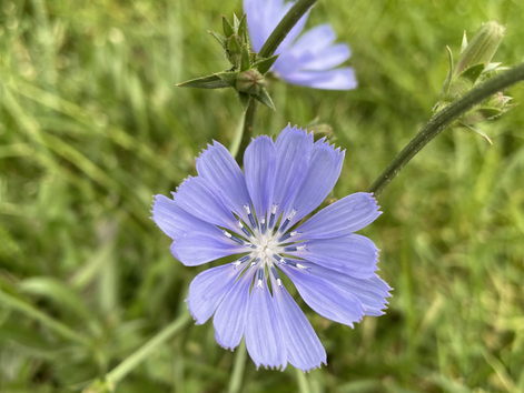Flowers in the concrete