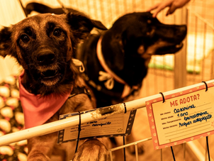 Adoção pet na Mooca: shopping promove evento gratuito com cães e gatos em busca de um novo lar