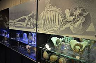 4 museus fora do comum para conhecer em São Paulo — incluindo opção na Mooca