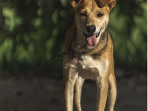 Vira-lata caramelo: o cachorro que virou símbolo do Brasil real