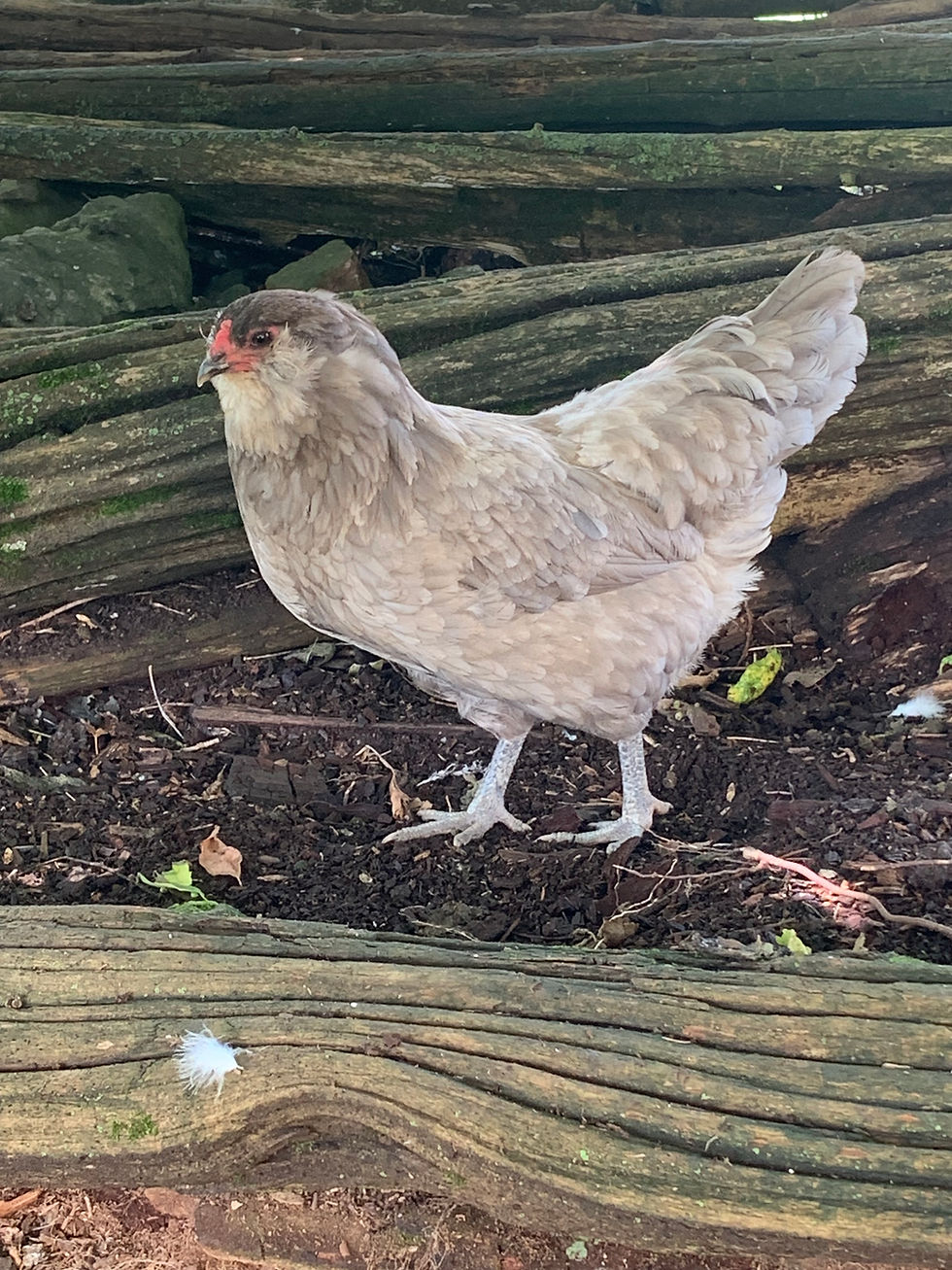 Thumbnail: Whiting True Blue Hen