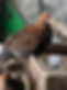 IMG_4664.jpeg