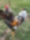 IMG_0680.jpeg