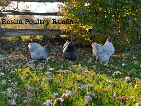 Preventing Chicken Health Problems: Why Simplicity Creates Healthier Hens