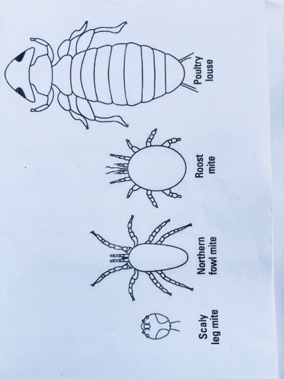 Thumbnail: Parasites: Treatment & Prevention - Digital PDF Guide