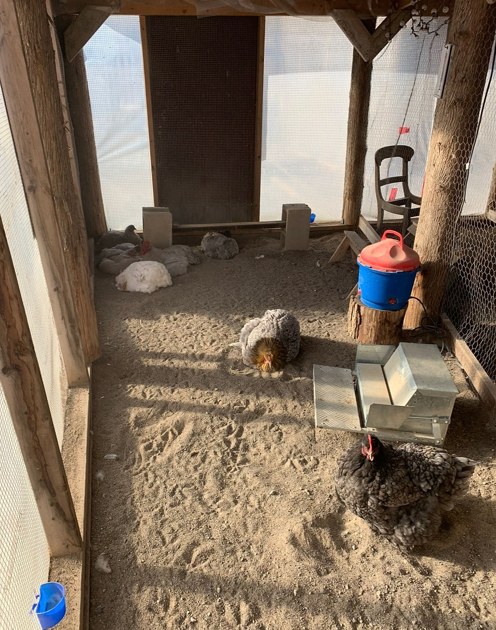 Backyard chickens dust bathing in their run