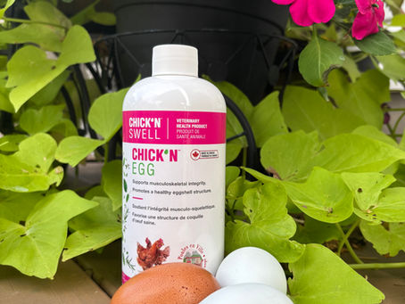 The Secret to Stronger Shells and Healthier Hens: Chick' N Egg