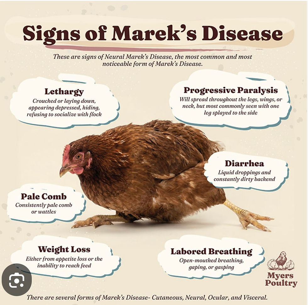 Could Your Chicken Have Marek's Disease? Understanding the Signs