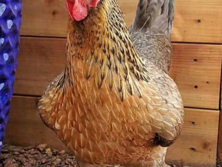 Why Hot Weather Causes Soft Eggshells in Chickens (It's Not Always a Calcium Deficiency)