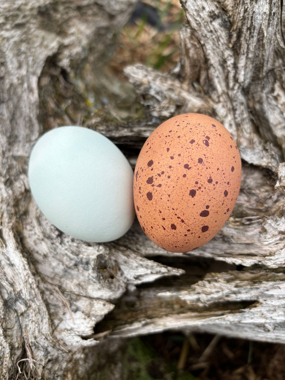 Thumbnail: Two eggs, one blue, one brown speckled