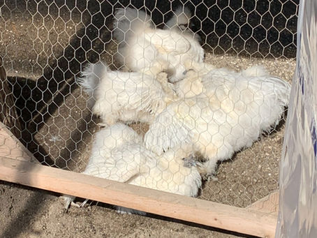 The Real Reason Chickens Dust Bathe