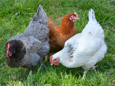 The Silent Killer in Your Coop: Fatty Liver Hemorrhagic Syndrome and Obesity in Laying Hens