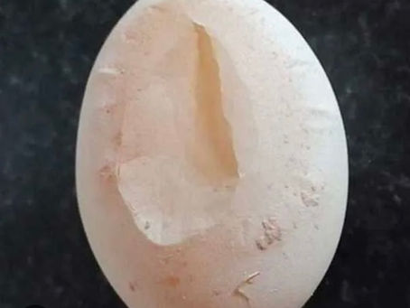 Understanding Eggshell Quality: A Guide for Backyard Chicken Keepers