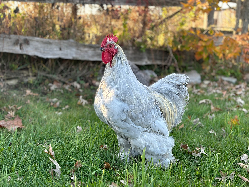 Thumbnail: Lavender Cochin Rooster