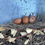 Thumbnail: Welsummer Started Pullets (Grow Outs)-$35 each