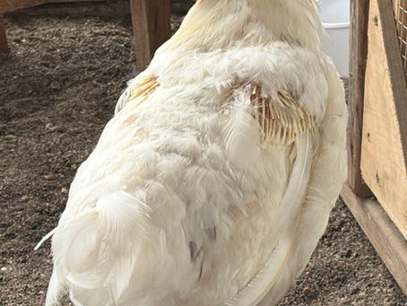 How To Keep Your Chickens Immune System Strong