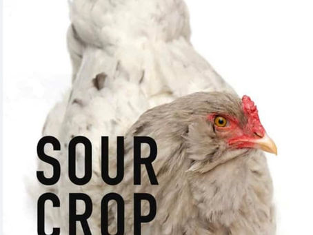 Sour Crop in Chickens: Signs, Causes, and What Every Backyard Flock Owner Should Know
