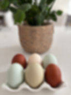 Eggs in Front of a Plant Pot with Plant